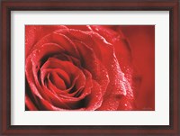 Framed Red Rose After Rain