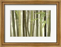 Framed Backlit Bamboo I