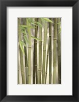 Framed Backlit Bamboo II