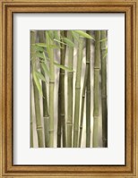Framed Backlit Bamboo II
