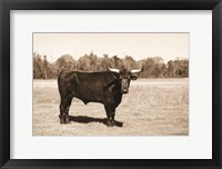 Framed Bull in Sepia
