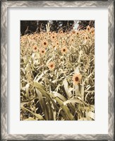 Framed Baby Sunflowers