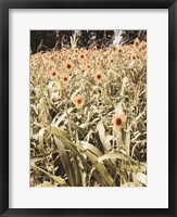 Framed Baby Sunflowers