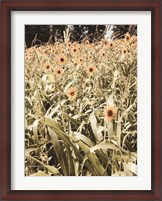 Framed Baby Sunflowers