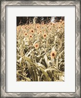 Framed Baby Sunflowers