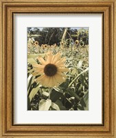 Framed Sunflowers