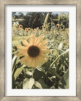 Framed Sunflowers