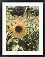 Framed Sunflowers