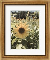 Framed Sunflowers