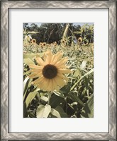 Framed Sunflowers