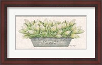 Framed Flowers & Garden White Tulips