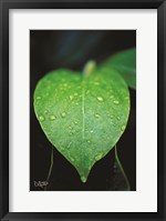 Framed Green Leaf