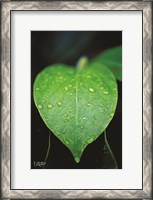 Framed Green Leaf