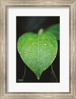Framed Green Leaf