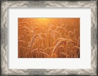 Framed Golden Morning