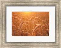 Framed Golden Morning