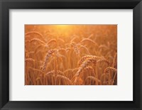 Framed Golden Morning