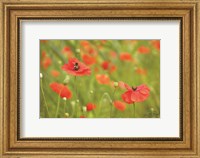 Framed Filed of Poppies