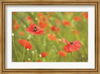 Framed Filed of Poppies