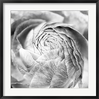 Framed Ranunculus Abstract II BW Light