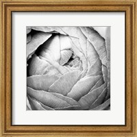 Framed Ranunculus Abstract III BW Light