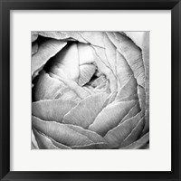 Framed Ranunculus Abstract III BW Light