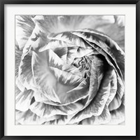 Framed Ranunculus Abstract IV BW Light