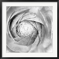 Framed Ranunculus Abstract I BW Light