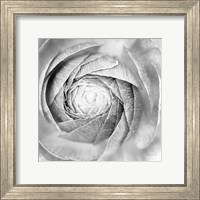 Framed Ranunculus Abstract I BW Light