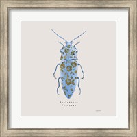 Framed Adorning Coleoptera VIII Sq Blue