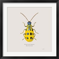 Framed 'Adorning Coleoptera VII Sq Golden' border=