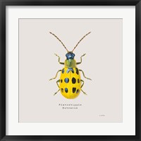 Framed Adorning Coleoptera VII Sq Golden