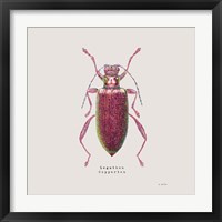Framed 'Adorning Coleoptera VI Sq Claret' border=