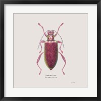 Adorning Coleoptera VI Sq Claret Framed Print