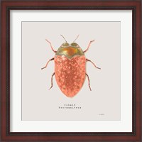 Framed Adorning Coleoptera V Sq Camelia