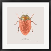 Adorning Coleoptera V Sq Camelia Framed Print