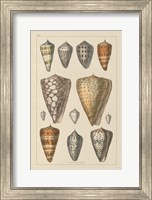 Framed Shell Assorment II