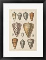 Shell Assorment II Framed Print