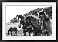 Framed Horses Three