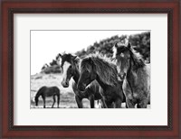 Framed Horses Three