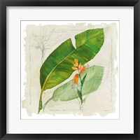 Botanical Study I Light Framed Print