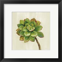 Framed 'Front Yard Succulent IV' border=