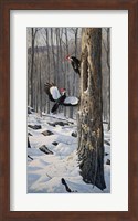 Framed Swooping In - Pileated Woodpeckers