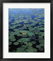 Framed Lily Pad and Spatterdock