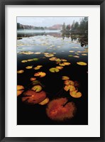 Framed Lily Pad Colors