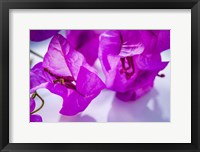 Framed Purple Flower 2