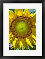 Framed Sunflower Close Up