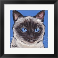 Framed Cat Siamese On Blue