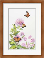 Framed Milkweed and Monarch Butterflies