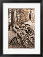 Framed Strong Roots